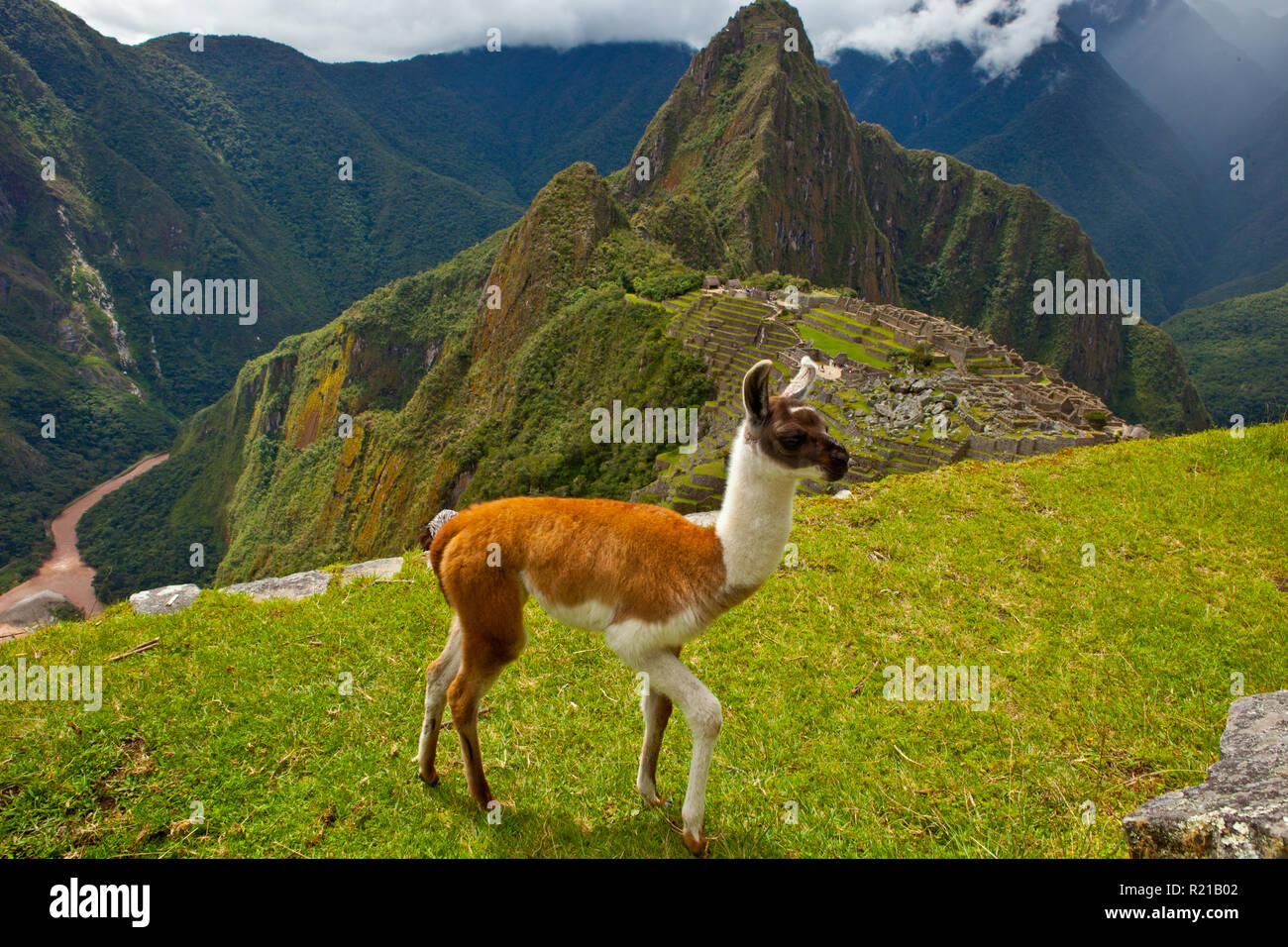 Matsu pitsu hires stock photography and images Alamy