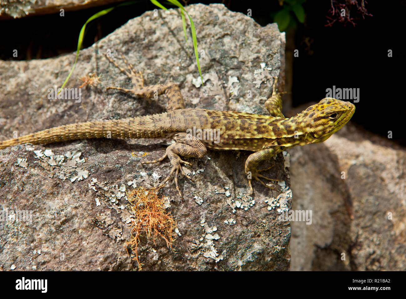 Matsu Pitsu lizard Stock Photo Alamy