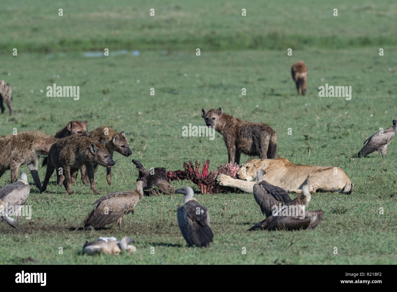 Spotted Hyena (Crocuta crocuta) with Lion (Panthera leo) , Maasi Mara, Kenya Stock Photo