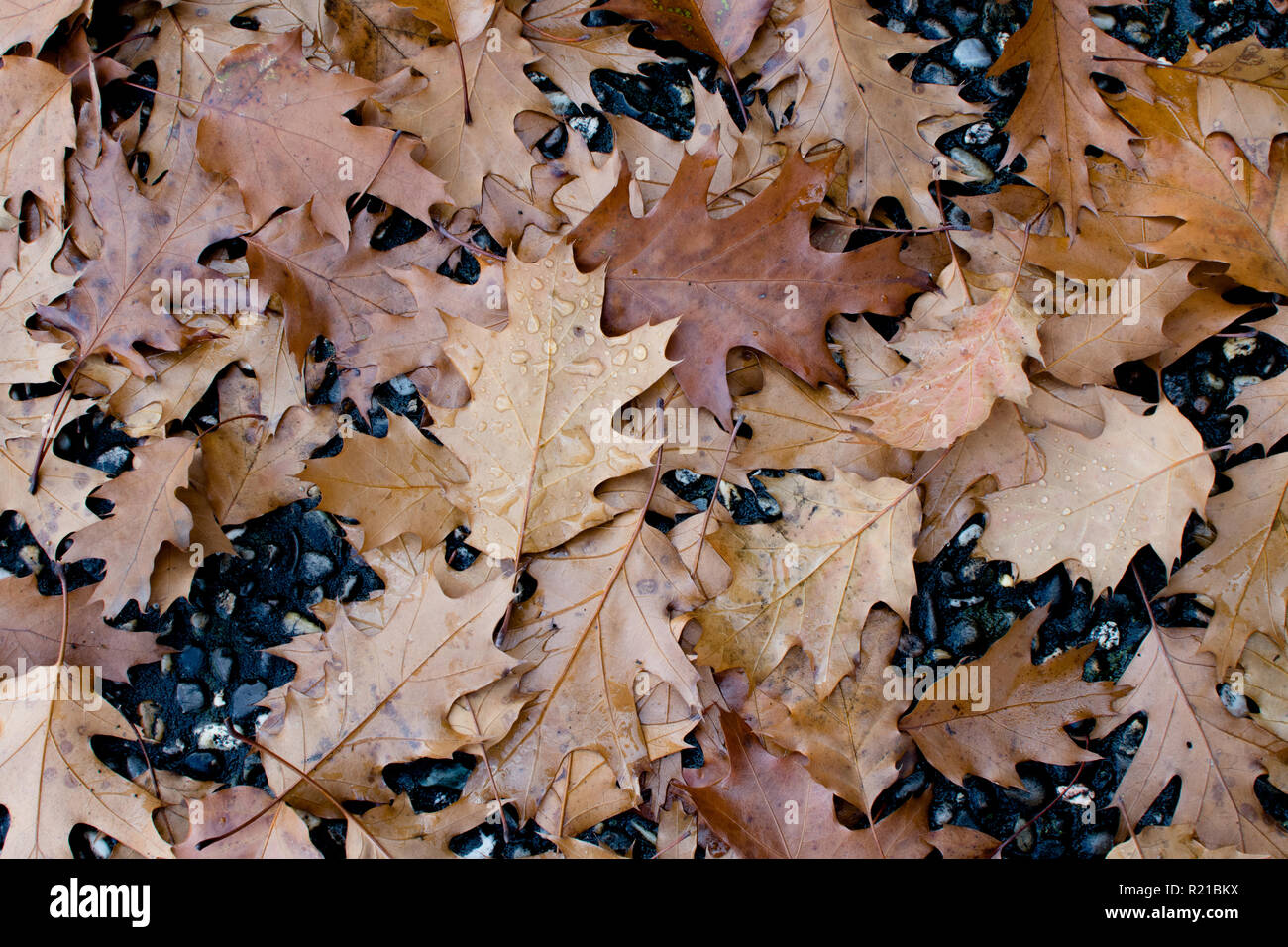 AUTUMN BACKGROUND, COLORFUL LEAVES AFTER RAINING ON WET FLOOR Stock Photo