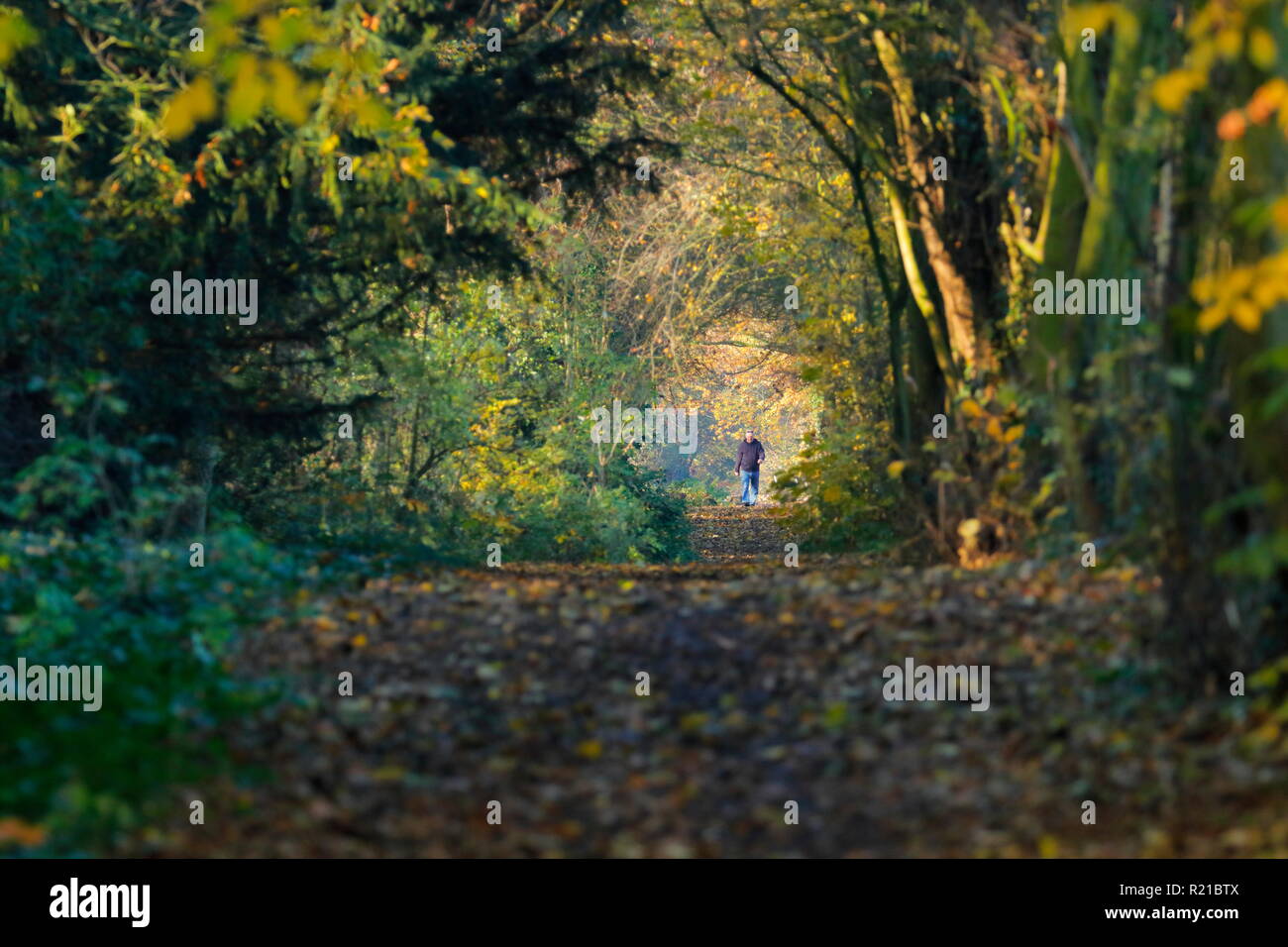 A man walking along a beautiful woodland footpath in Swillington, Leeds, West Yorkshire Stock