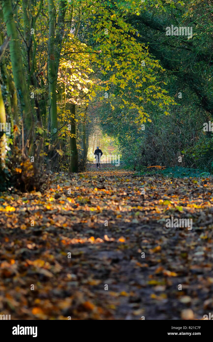 A man walking along a beautiful woodland footpath in Swillington, Leeds, West Yorkshire Stock