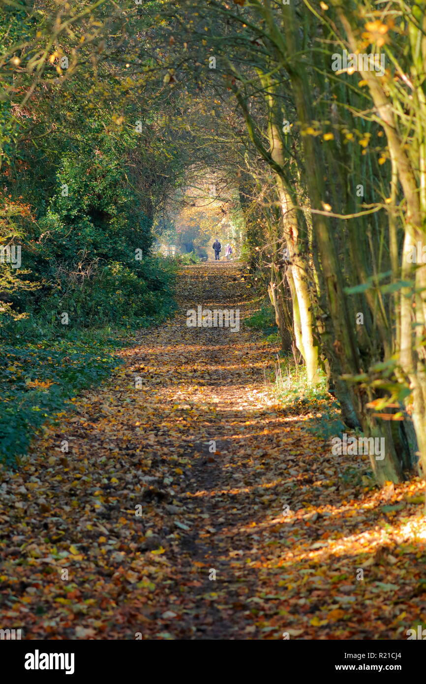 A man walking along a beautiful woodland footpath in Swillington, Leeds