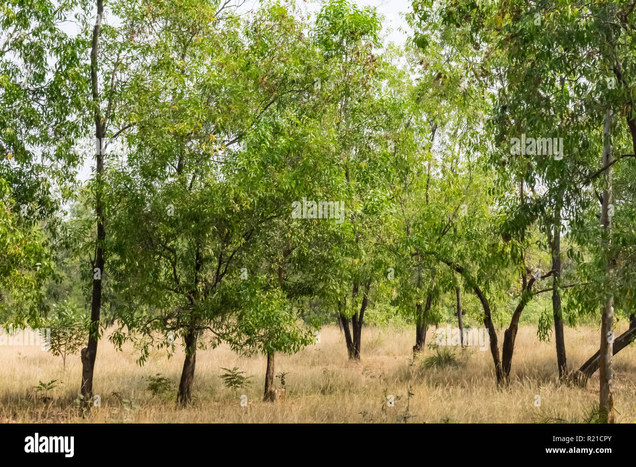 Indian rural forest trees close view looking awesome in sunny day ...