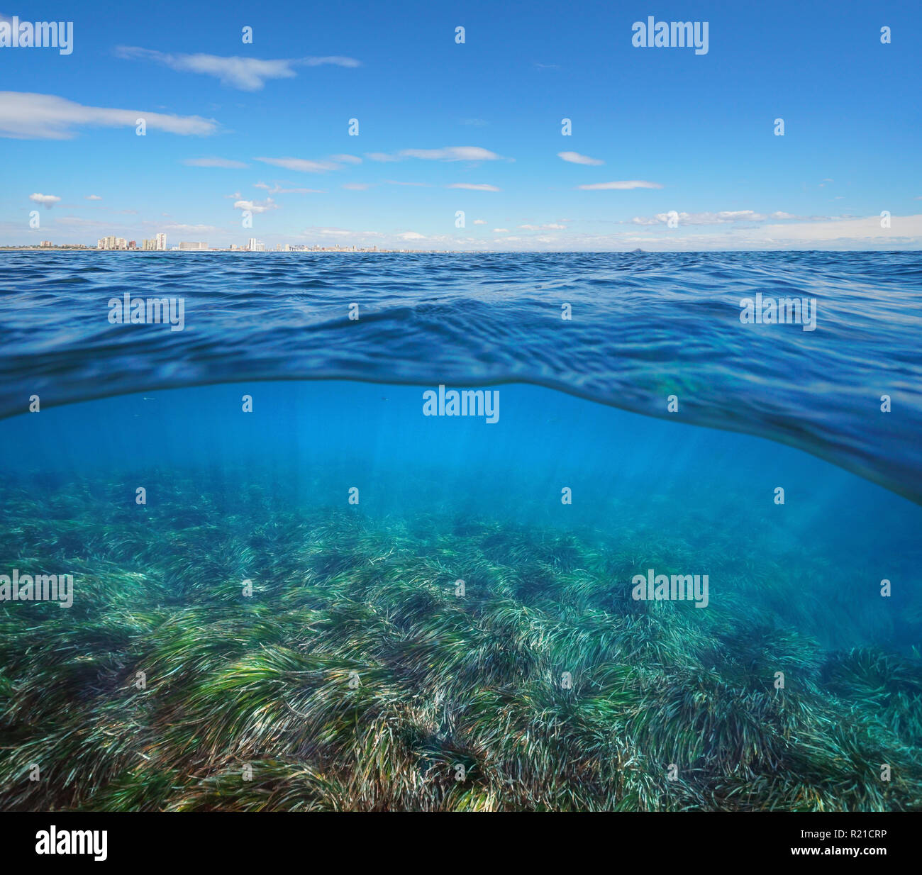 Mediterranean sea horizon with buildings and neptune seagrass