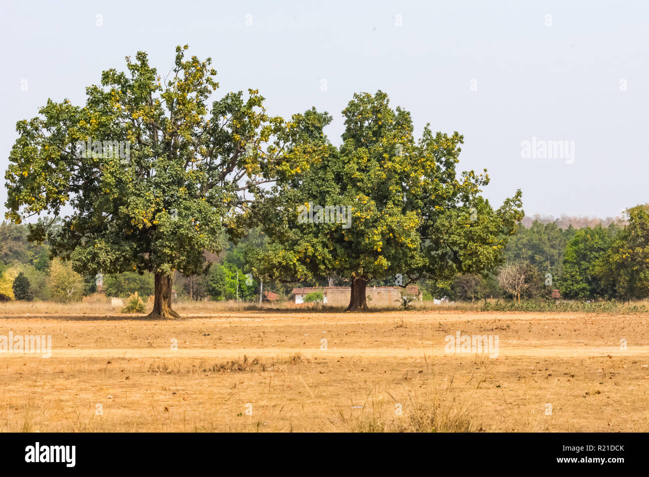 An couple of Indian tree mahuaa close view in a rural field looking awesome. Stock Photo