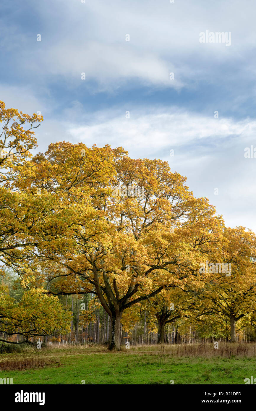 Old oak tree autumn leaves hi-res stock photography and images - Alamy