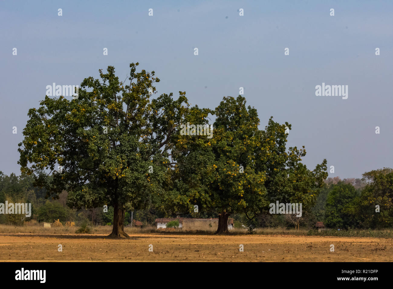 An couple of Indian tree mahuaa close view in a rural field looking awesome. Stock Photo