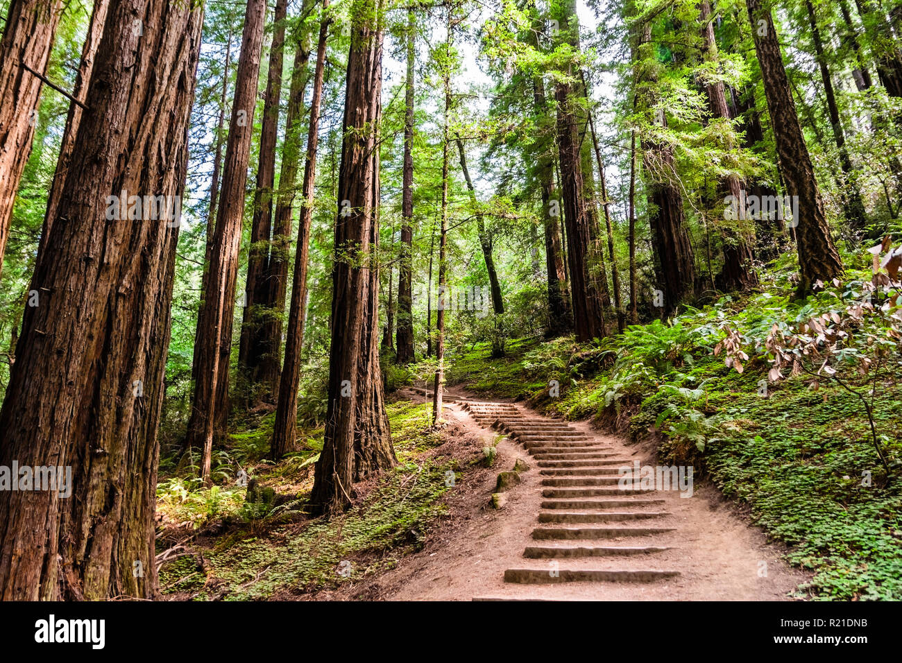 Hiking Trail Going Through Redwood Forest Of Muir Woods National 