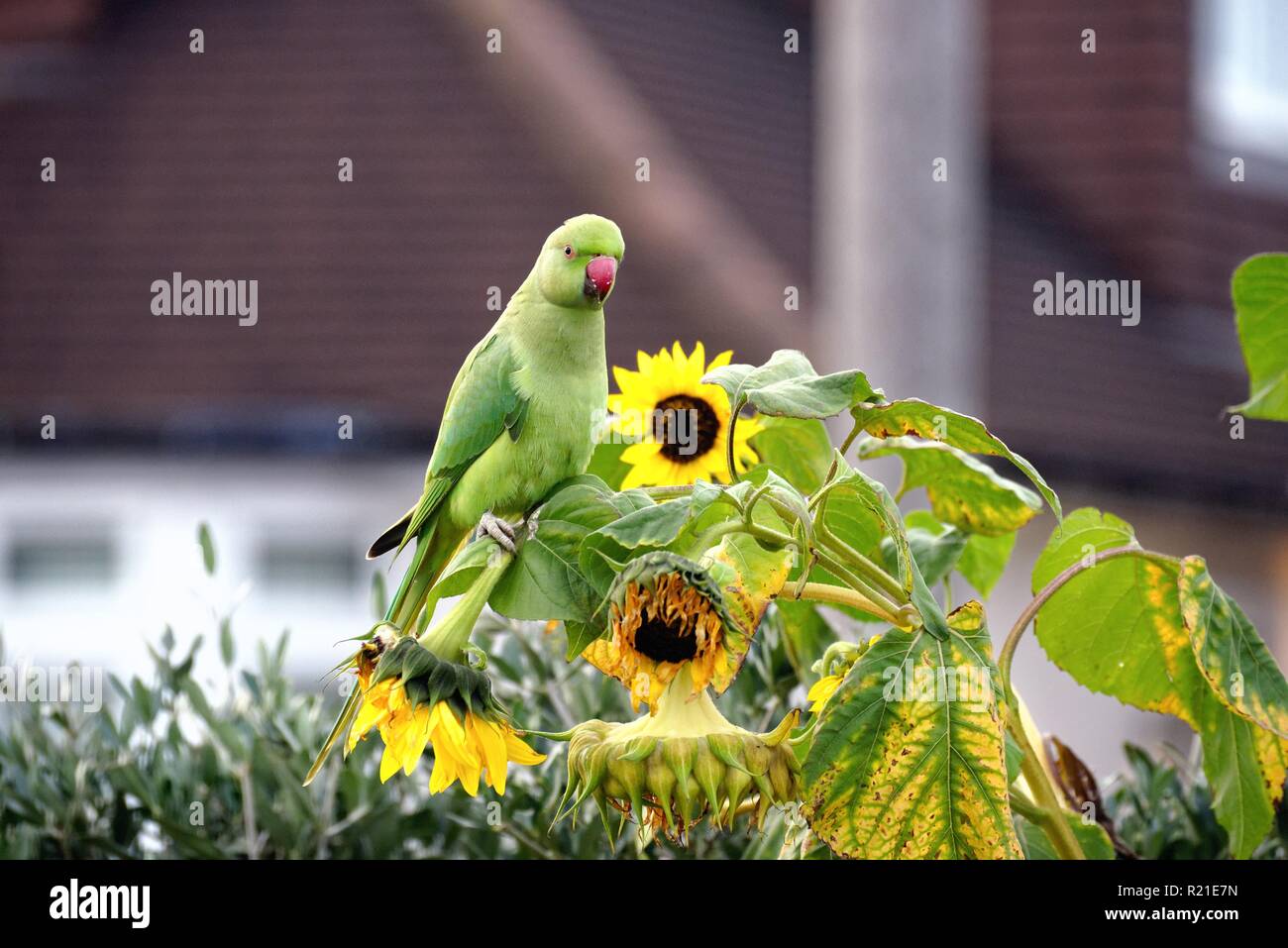 Bird eating sunflower seeds hires stock photography and images Alamy