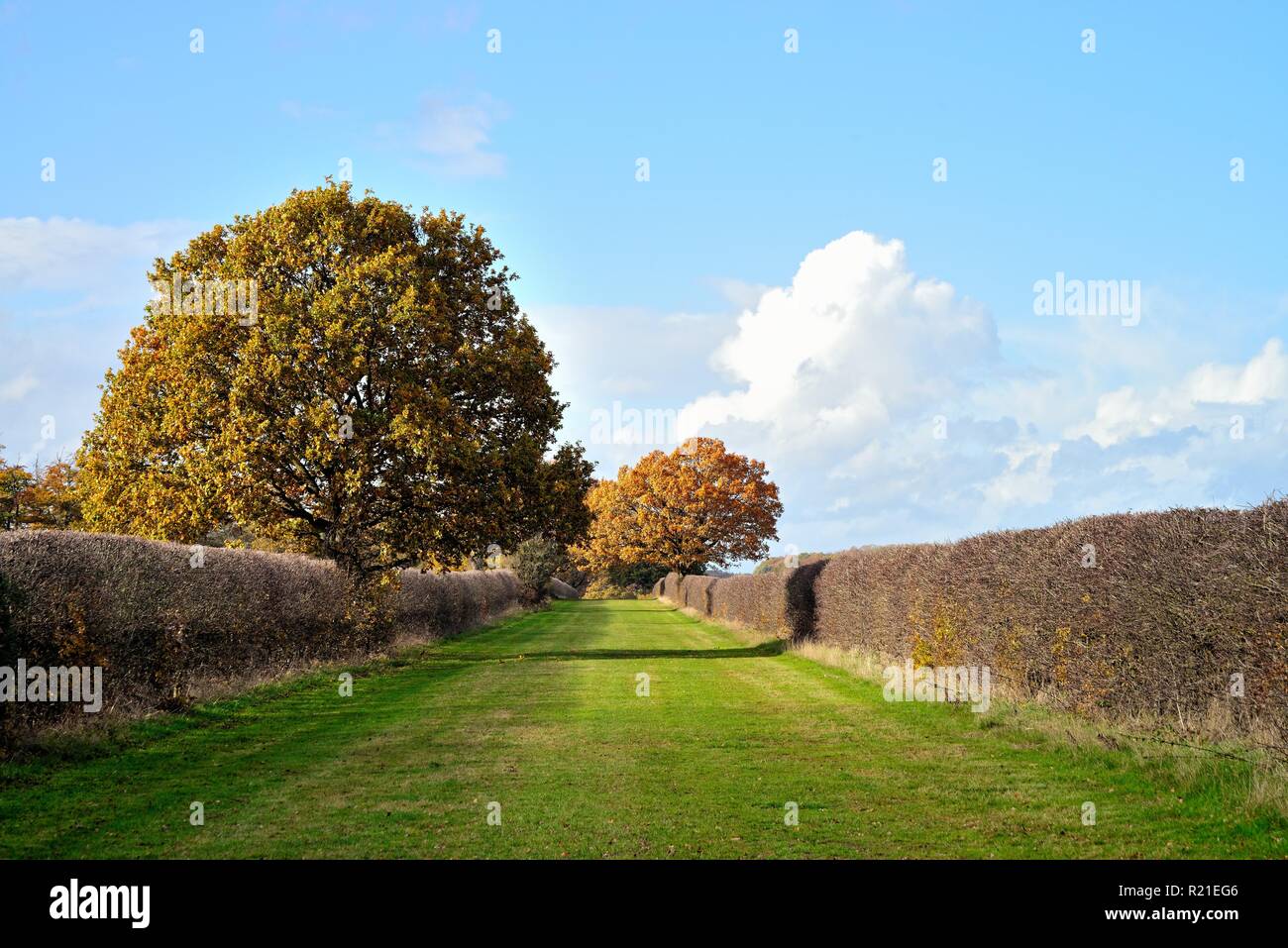 Autumnal countryside in Windsor Great Park Berkshire England UK Stock Photo