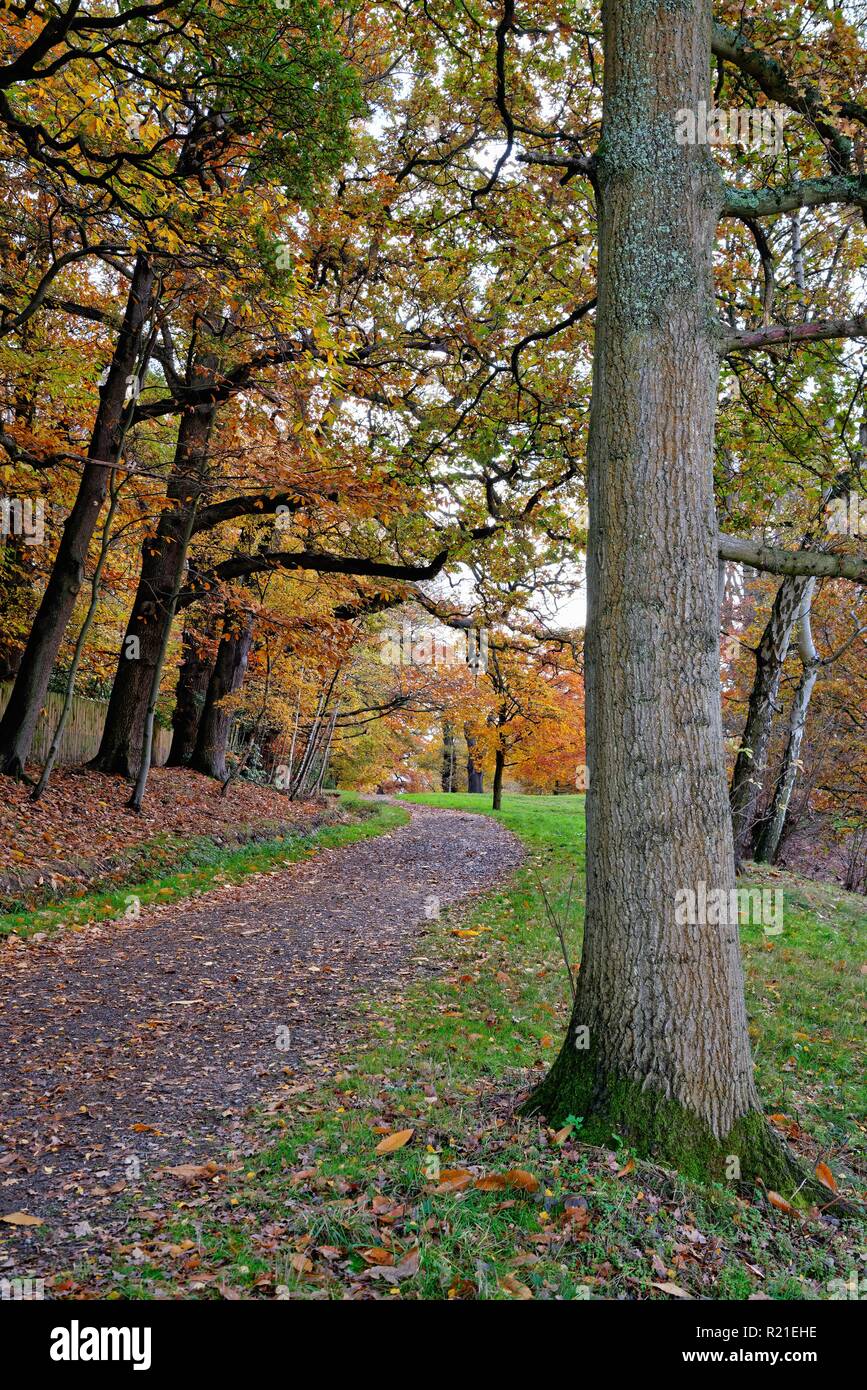 Colourful autumn landscape in Windsor Great Park, Berkshire England UK Stock Photo