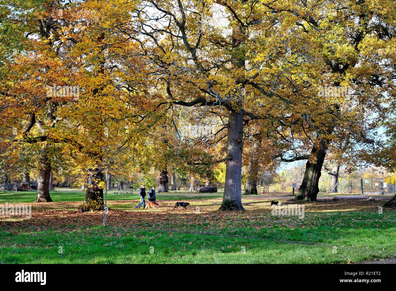 Female dog walkers in an autumnal  Windsor Great Park, Berkshire England UK Stock Photo