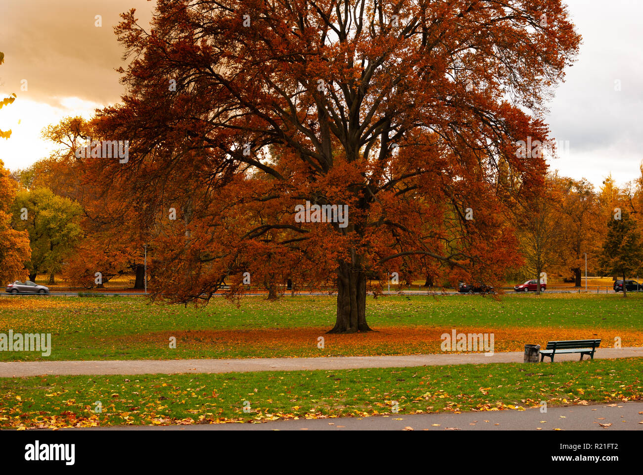 A Big Tree With Red Leaves In Autumn On A Green Field Stock Photo Alamy