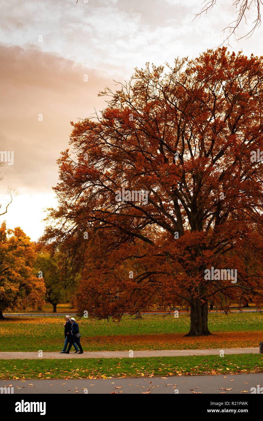 Two people walking in front of a big tree with red leaves in autumn on a green field Stock Photo