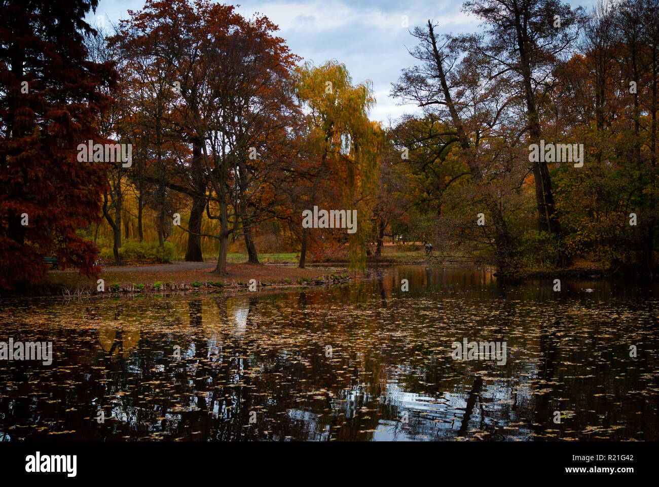 Lonely tree reflecting in water hi-res stock photography and images - Alamy
