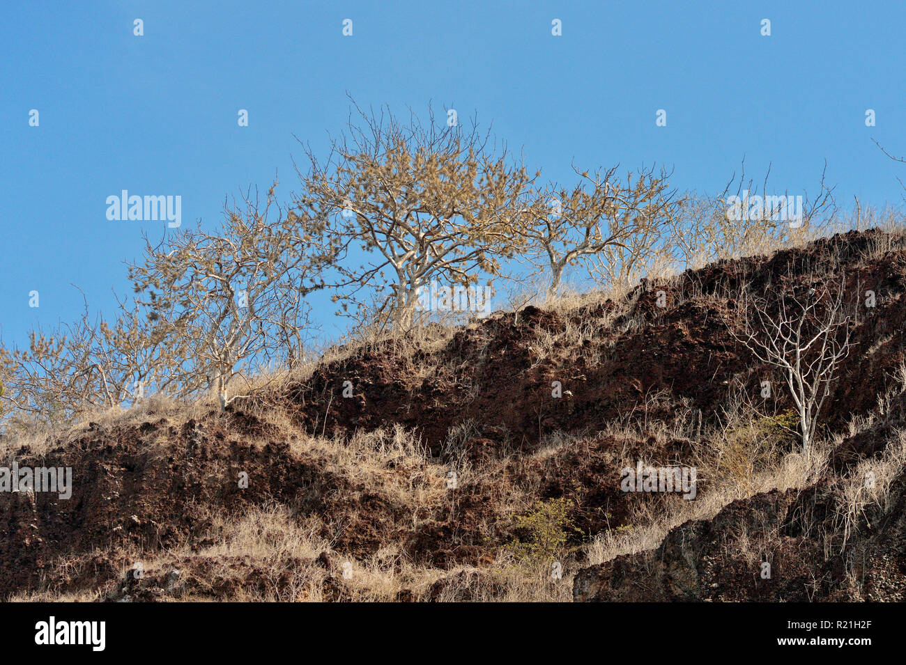 Sparse vegetation on arid, rocky cliffs of Hood Island, Galapagos Islands National Park, Espanola (Hood) Island, Ecuador Stock Photo