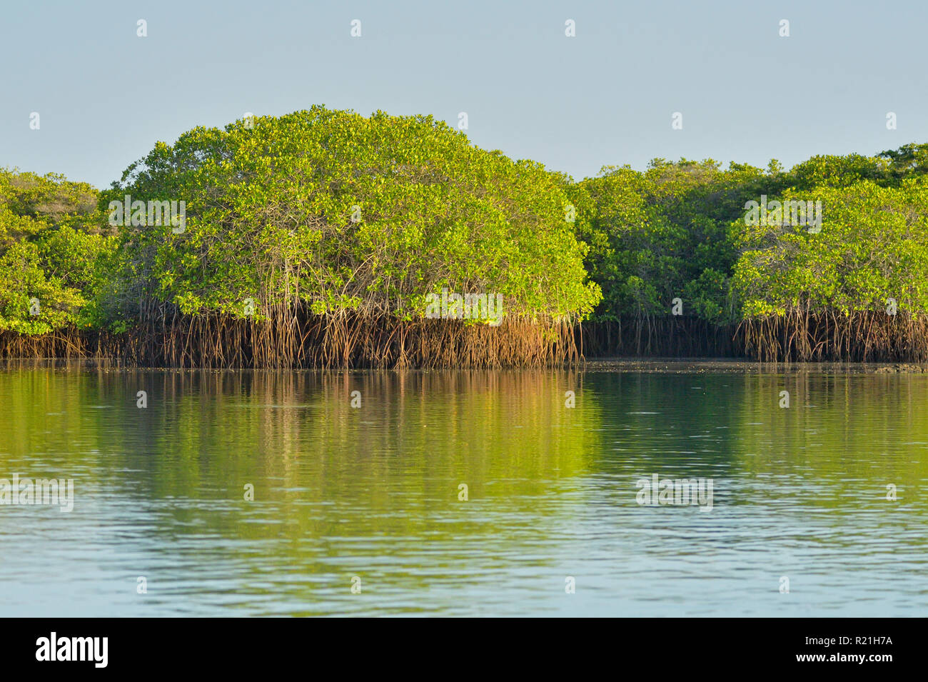 Mangrove trees reflected in the water, Galapagos Islands National Park, Santa Cruz Island, Black Turtle Cove, Ecuador Stock Photo