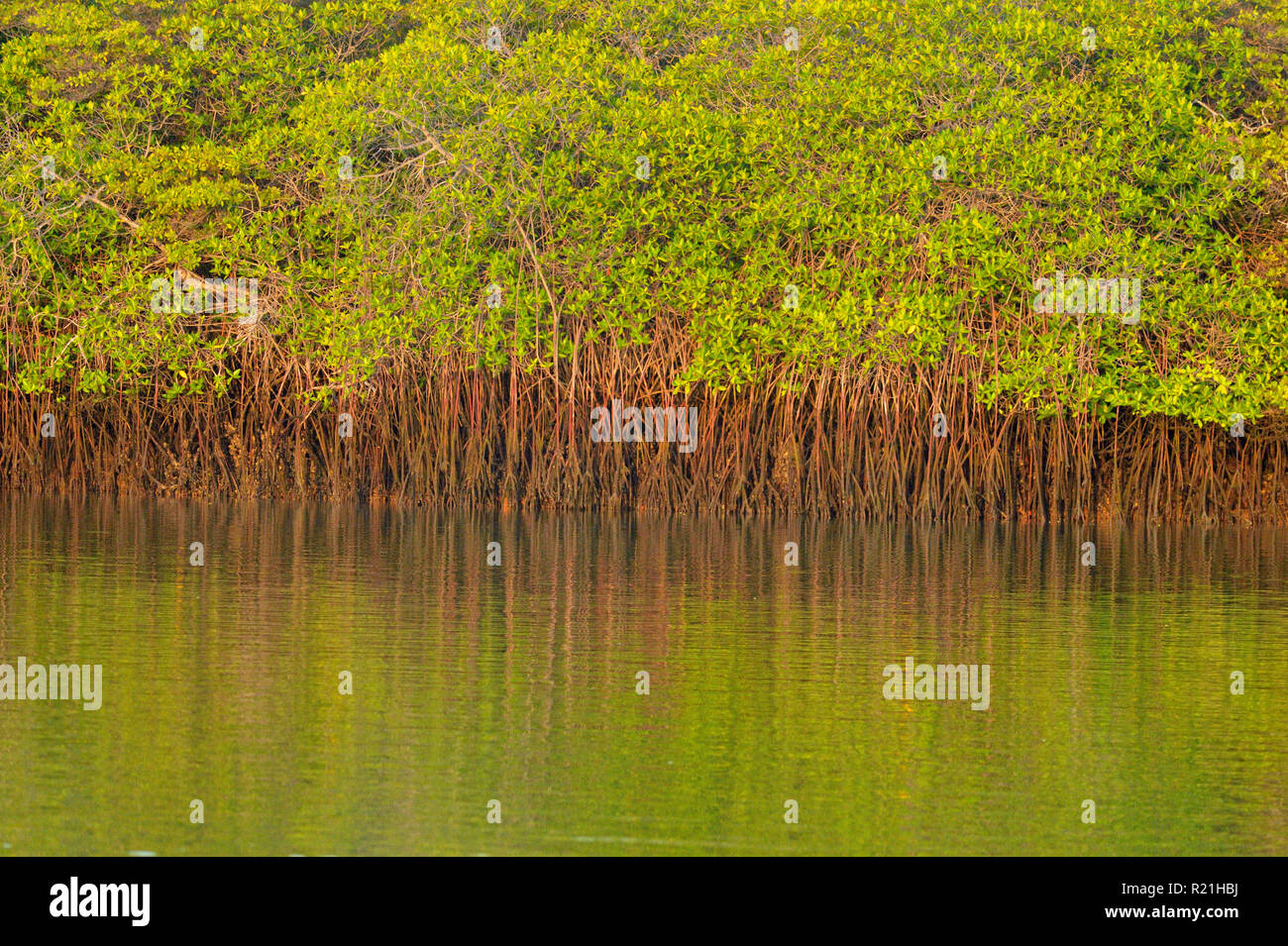Mangrove trees reflected in the water, Galapagos Islands National Park, Santa Cruz Island, Black Turtle Cove, Ecuador Stock Photo