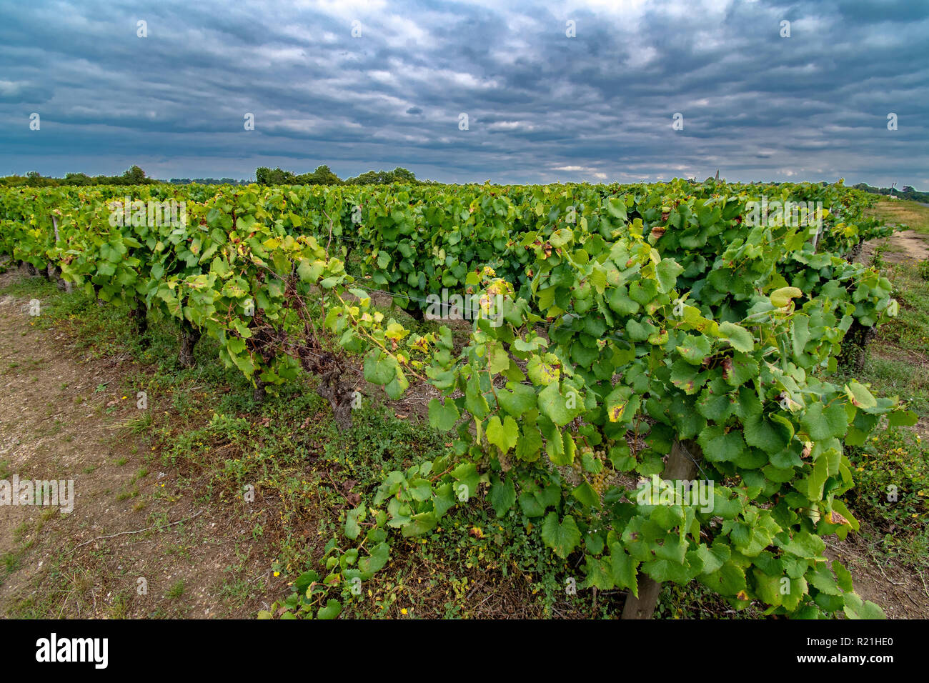 White grapes vineyard hires stock photography and images Alamy