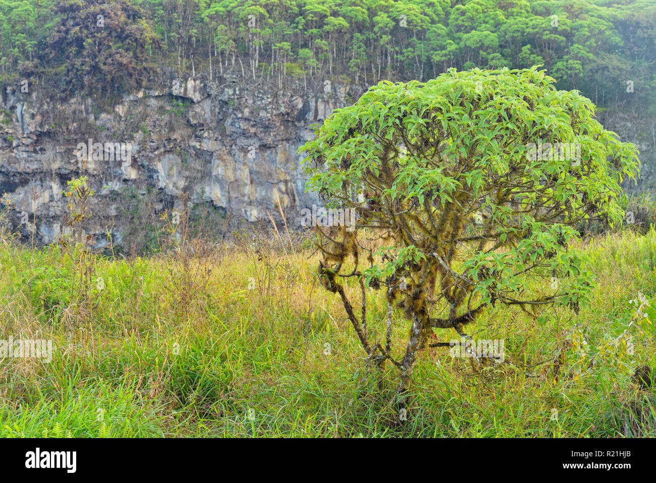 Scalesia forest and vegetation around the Twin Craters, Galapagos Islands National Park, Santa Cruz, Ecuador Stock Photo