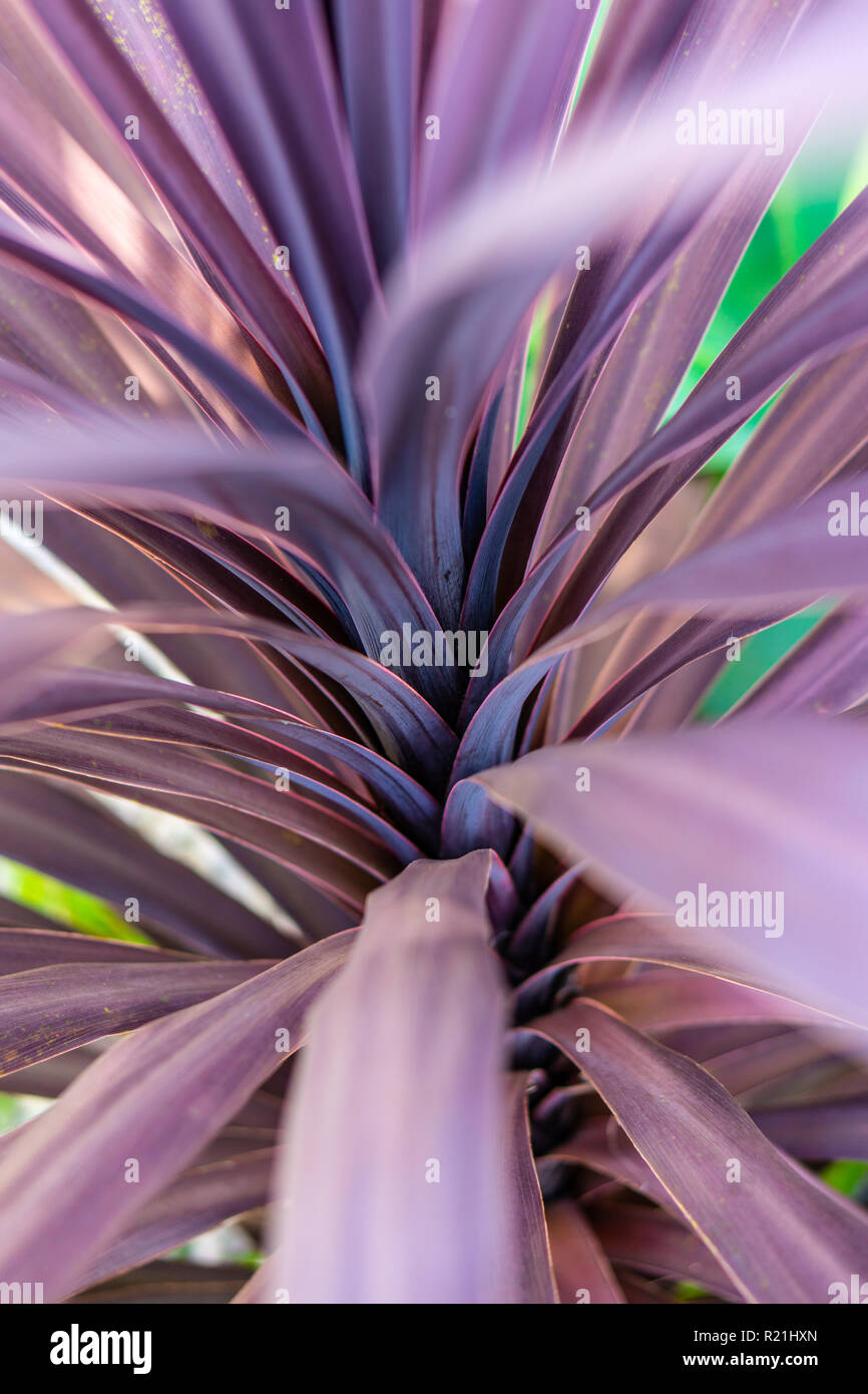 Cordyline flower hires stock photography and images Alamy