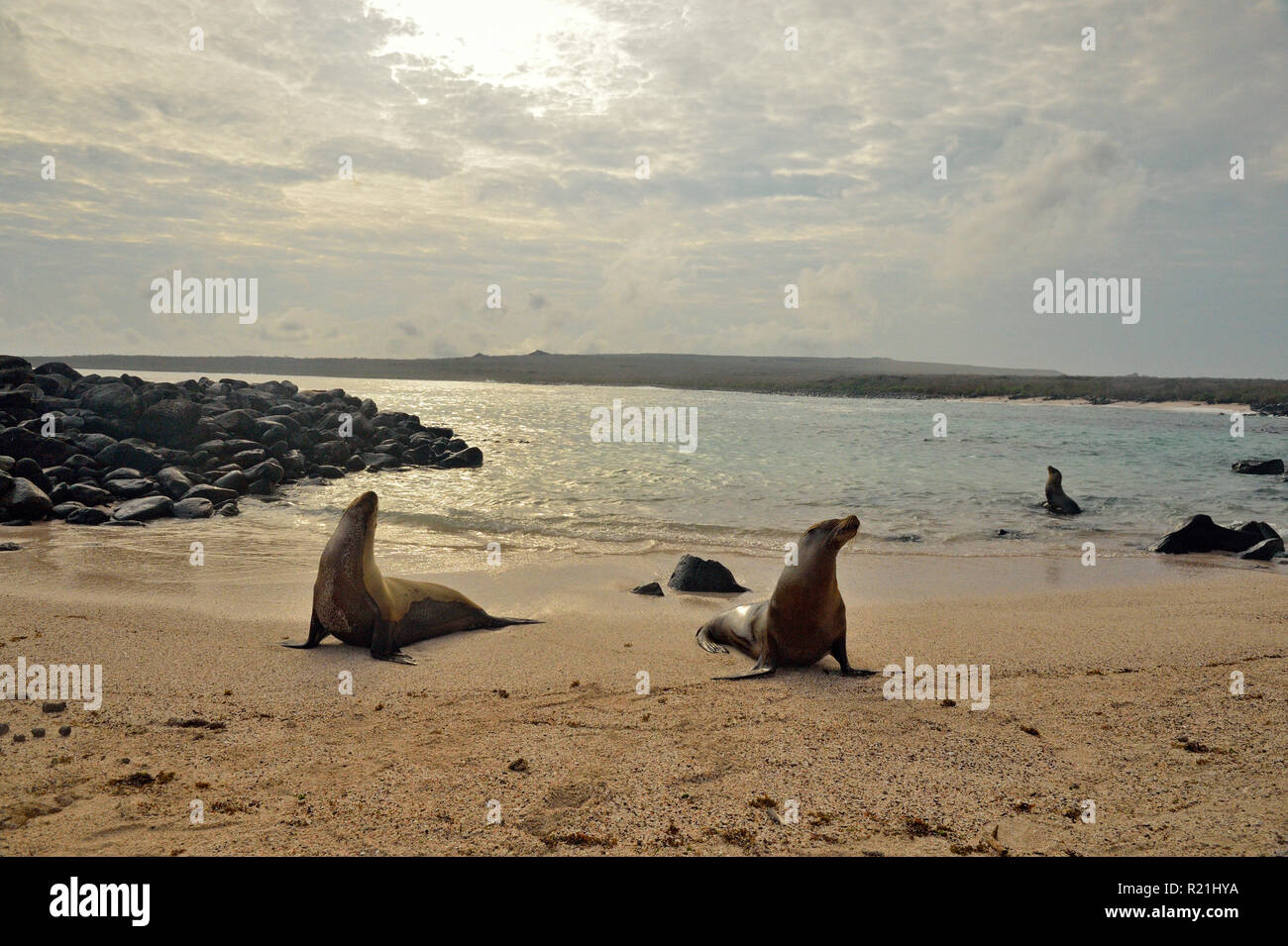 Sea lions lounging on the beach, Galapagos Islands National Park, Espanola (Hood) Island, Punta Suarez, Ecuador Stock Photo