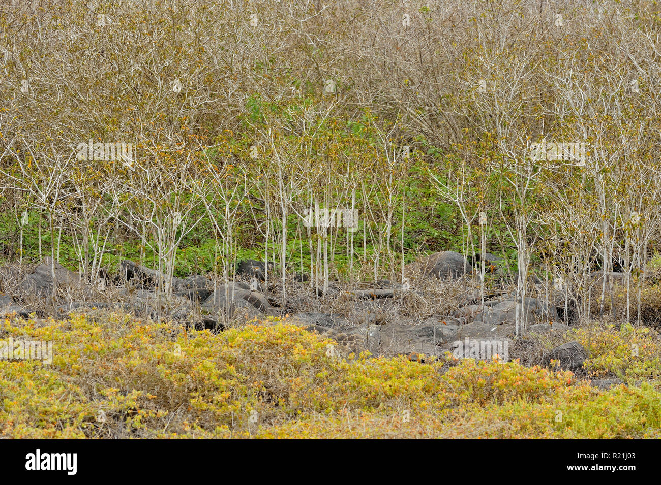 Young trees and shrubs near the Pacific coast, Galapagos Islands National Park, Espanola (Hood) Island, Punta Suarez, Ecuador Stock Photo