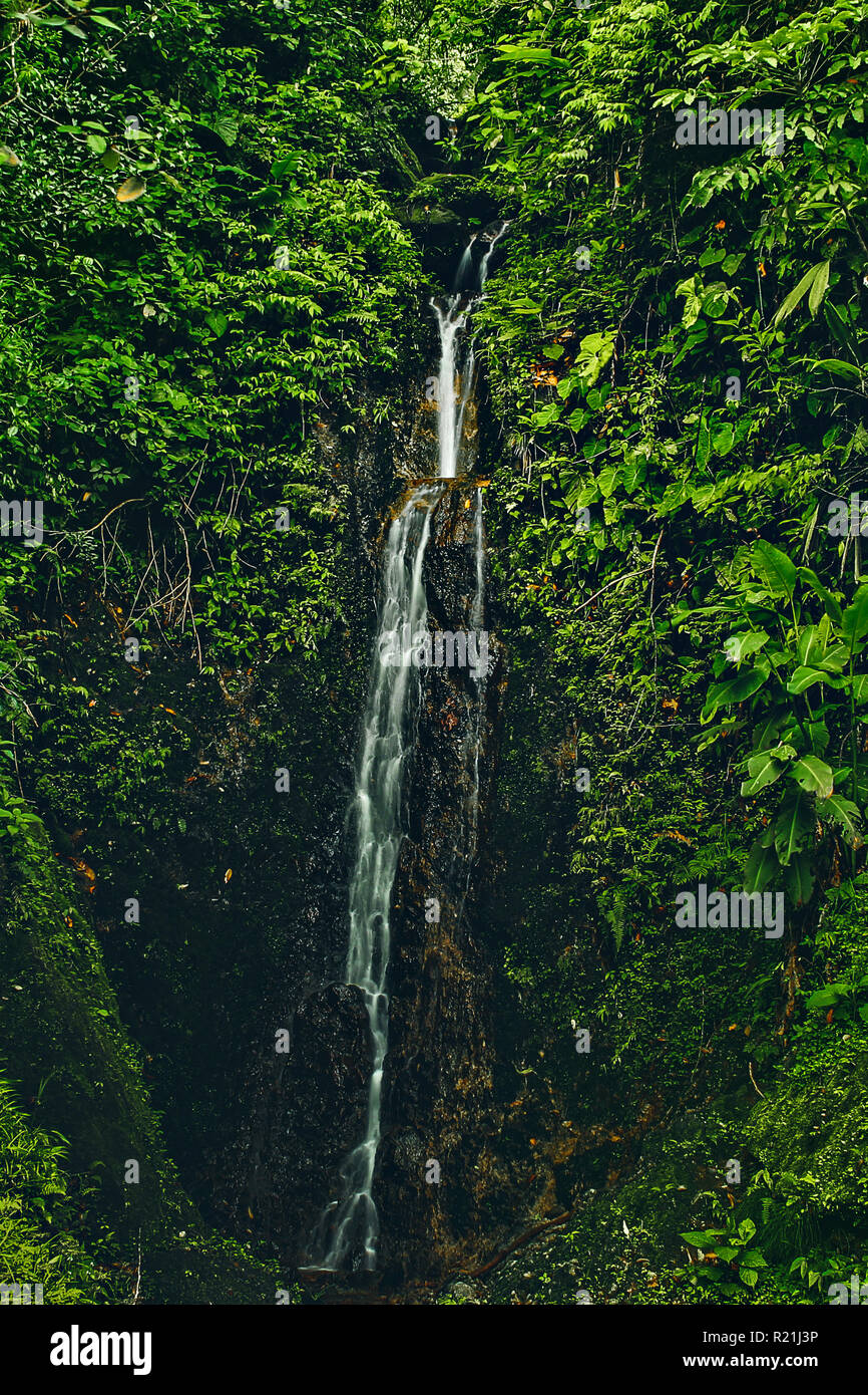 The costa rican rainforest hi-res stock photography and images - Alamy