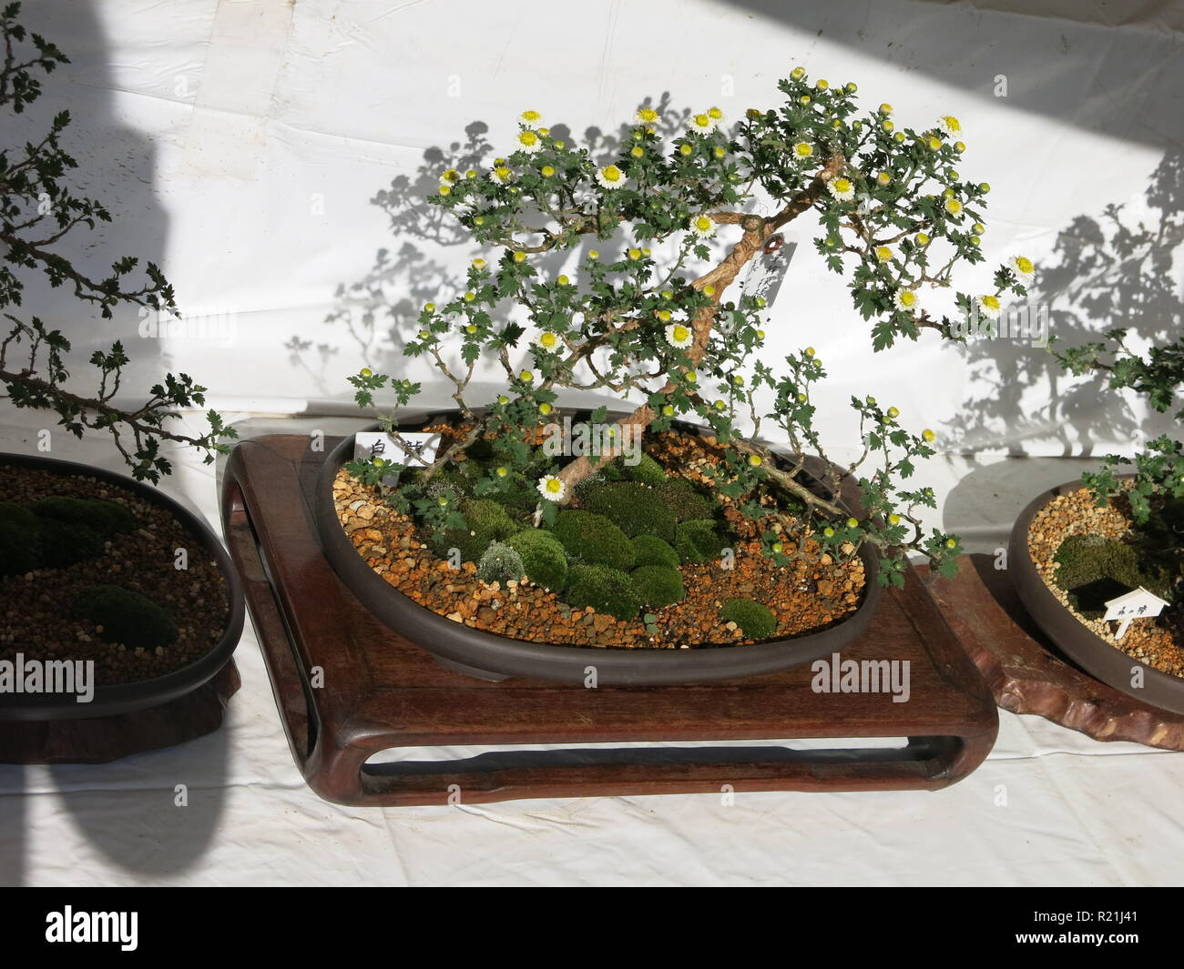 The Japanese art of chrysanthemum bonsai growing the October 2018