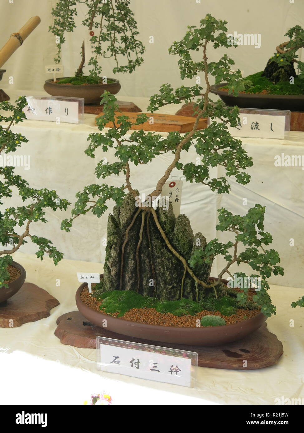 The Japanese art of chrysanthemum bonsai growing the October 2018