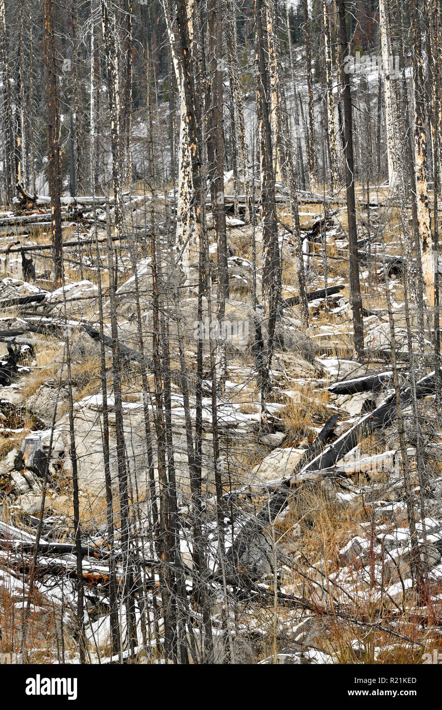 A vertical landscape image of trees burnt in a devestating forest fire in 2015 at Medicine Lake in Jasper National Park Alberta Canada Stock Photo