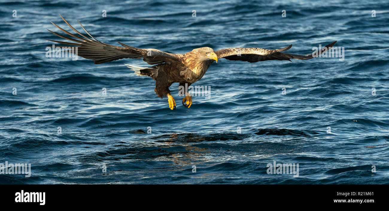 Adult White-tailed eagles fishing. Blue Ocean Background. Scientific name: Haliaeetus albicilla, also known as the ern, erne, gray eagle, Eurasian sea Stock Photo