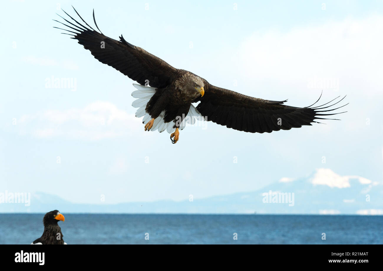 Adult White-tailed eagle in flight. Blue sky background. Scientific name: Haliaeetus albicilla, also known as the ern, erne, gray eagle, Eurasian sea  Stock Photo