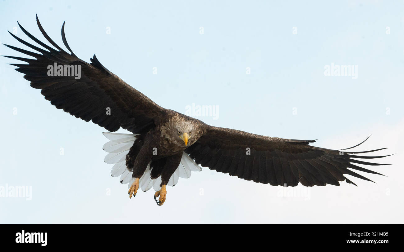 Adult White-tailed eagle in flight. Blue sky background. Scientific name: Haliaeetus albicilla, also known as the ern, erne, gray eagle, Eurasian sea  Stock Photo