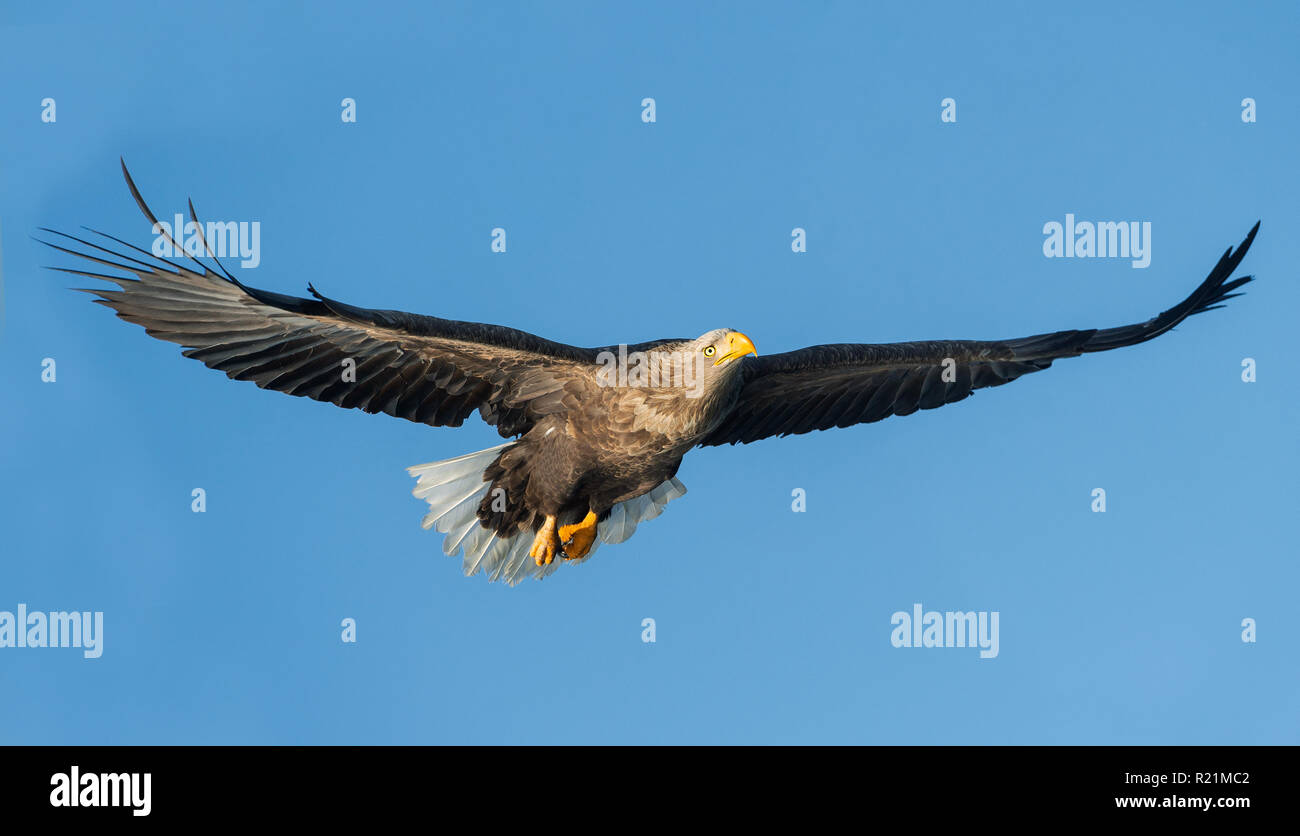 Adult White-tailed eagle in flight. Blue sky background. Scientific name: Haliaeetus albicilla, also known as the ern, erne, gray eagle, Eurasian sea  Stock Photo