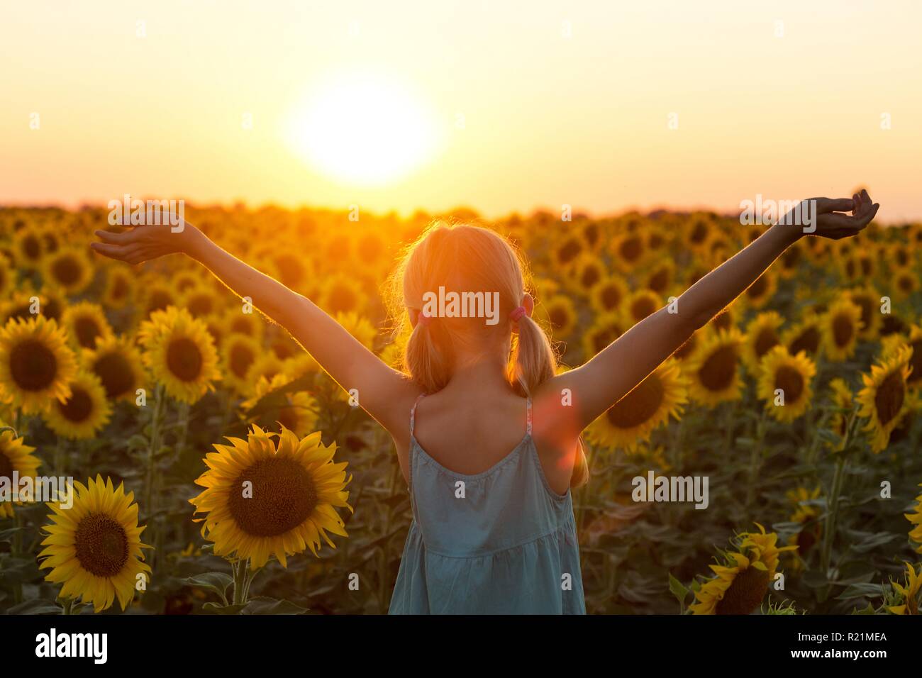 girl in a field of sunflowers at sunset. Ukraine Stock Photo - Alamy