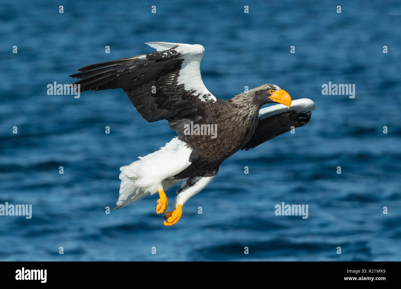 Adult Steller's sea eagle fishing. Scientific name: Haliaeetus ...