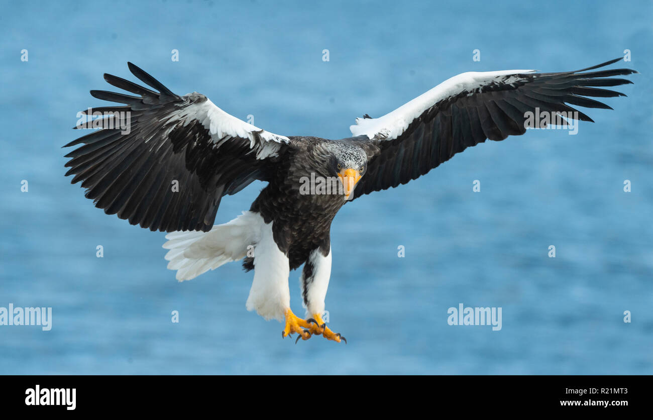 Adult Steller's sea eagle fishing. Scientific name: Haliaeetus ...