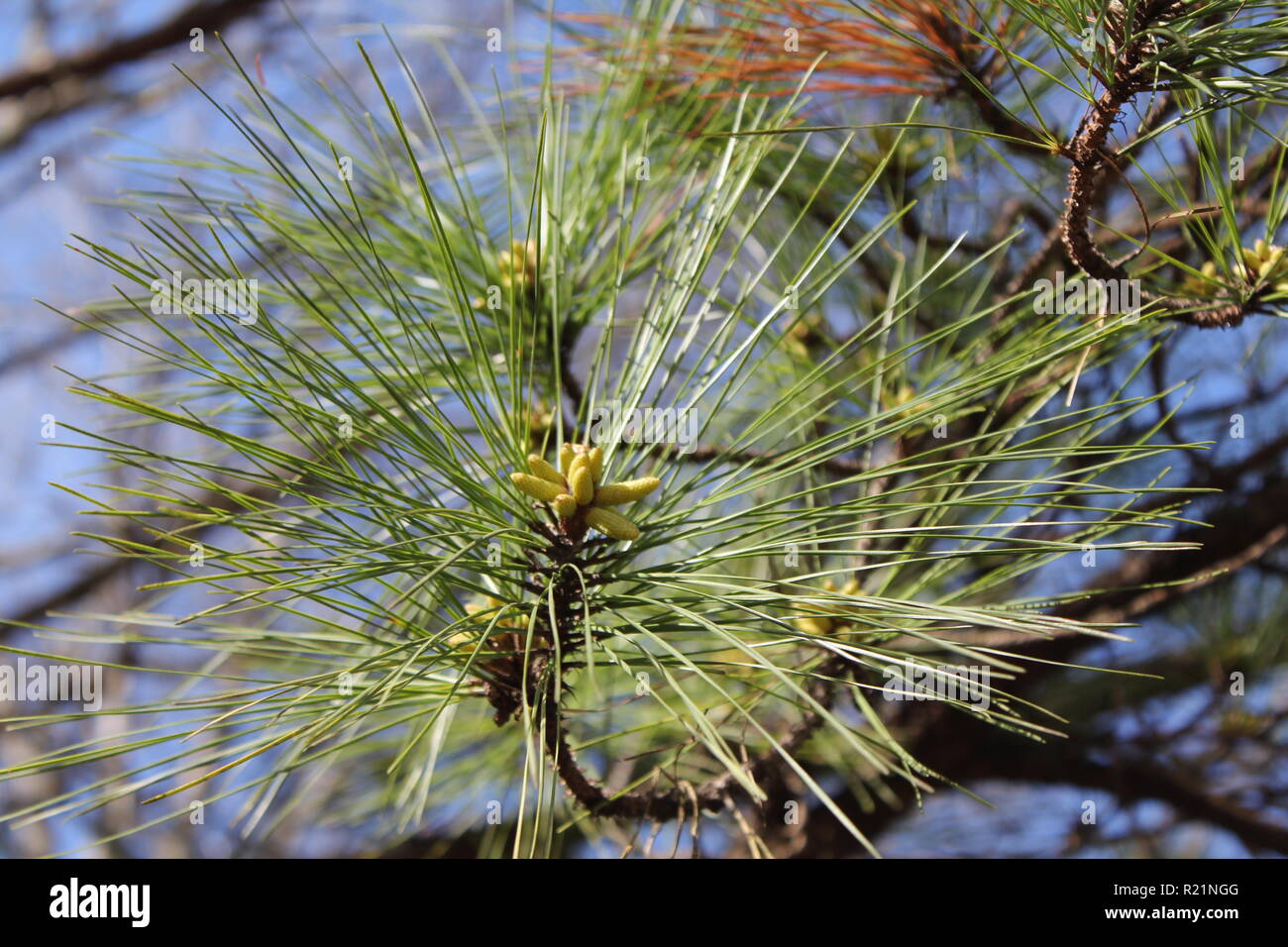 pine pollen in the making Stock Photo