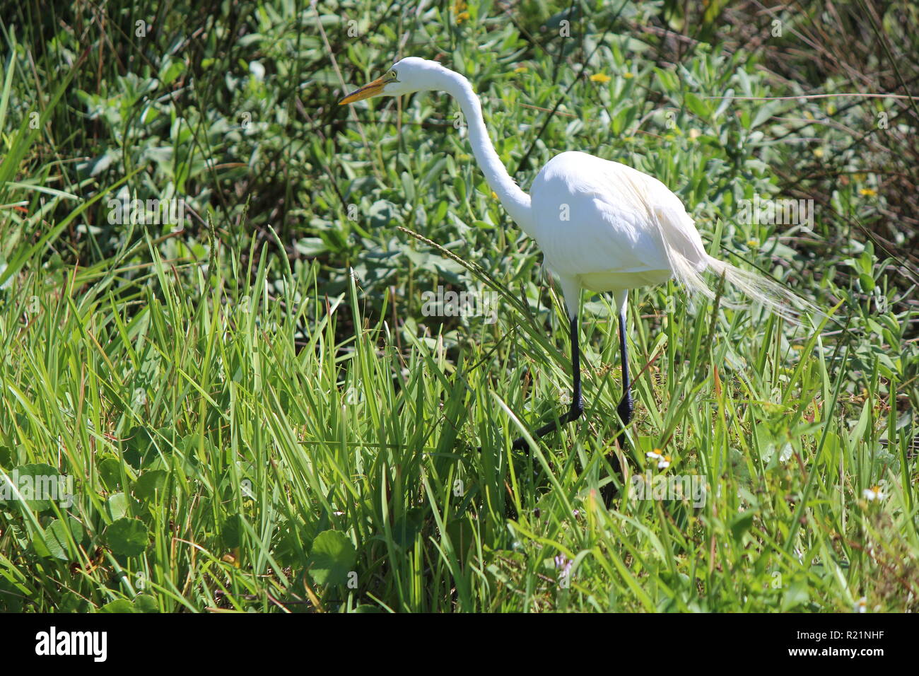 an egret hunting for food Stock Photo Alamy