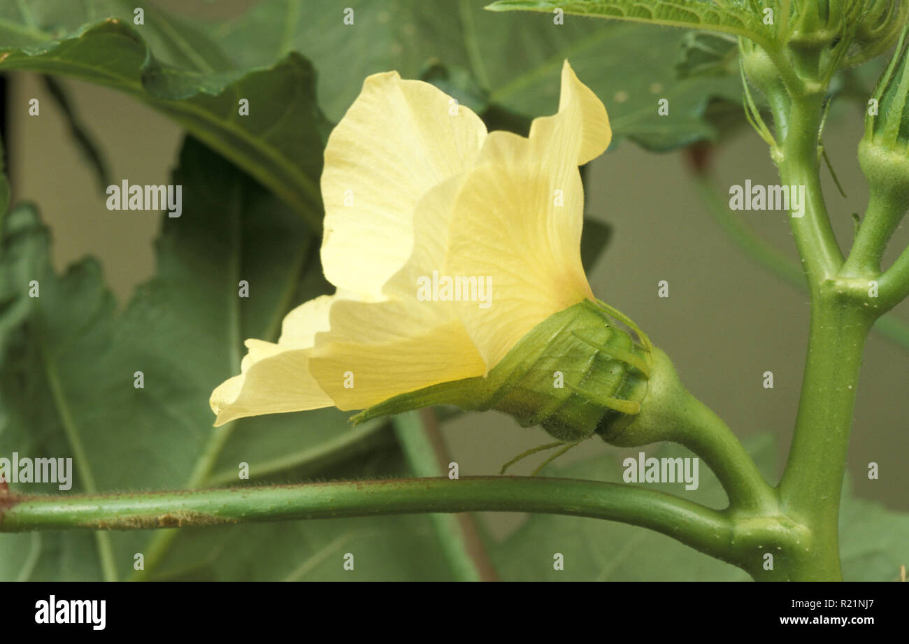OKRA FLOWER (ABELMOSCHUS ESCULENTUS) ALSO KNOWN AS GUMBO OR LADY'S FINGER Stock Photo