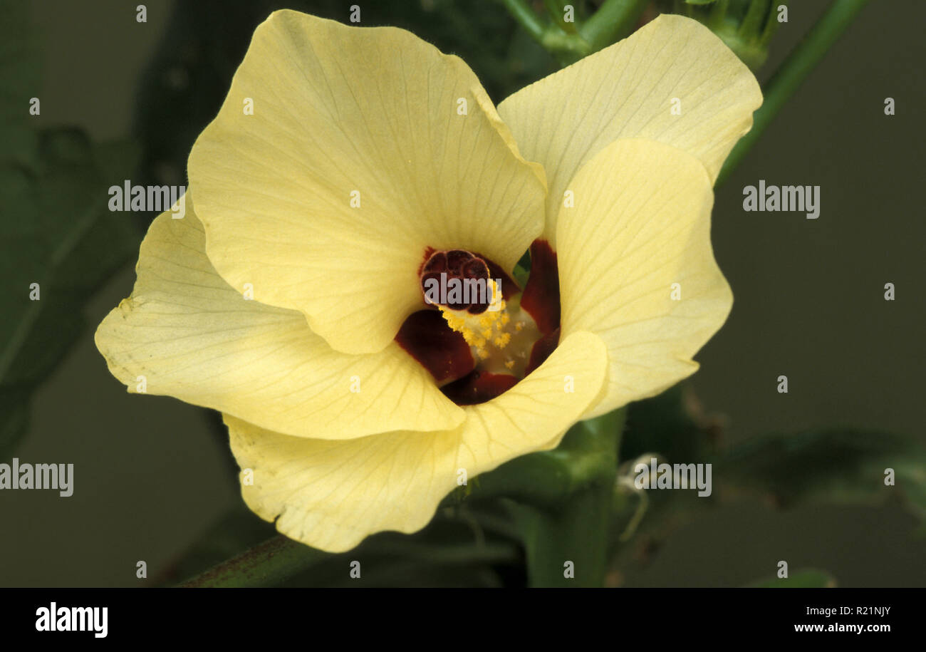 OKRA FLOWER (ABELMOSCHUS ESCULENTUS) ALSO KNOWN AS GUMBO OR LADY'S FINGER Stock Photo