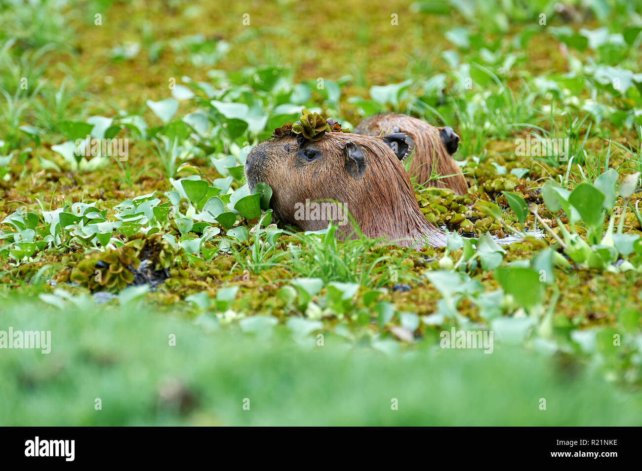 Capybara (Hydrochoerus hydrochaeris) - the world's largest roodent, swimming in small pond, Araras Ecolodge,  Mato Grosso, Brazil Stock Photo