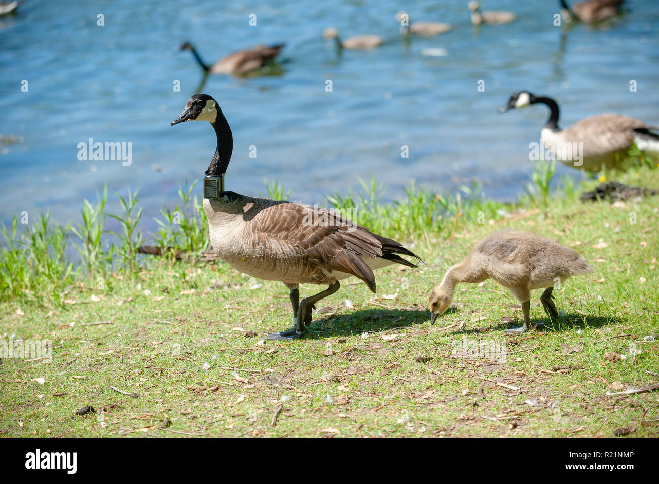 Canada Geese, (Branta canadensis), parent with young, Toronto Island Toronto. Adult has radio tracking collar on neck Stock Photo