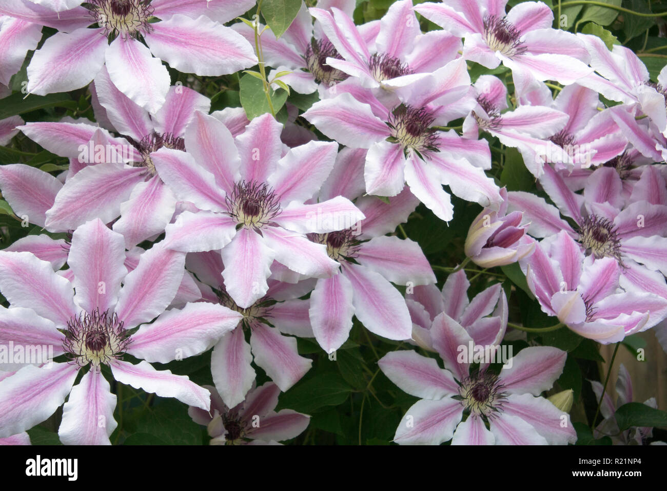 Clematis Nelly Moser Stock Photo Alamy