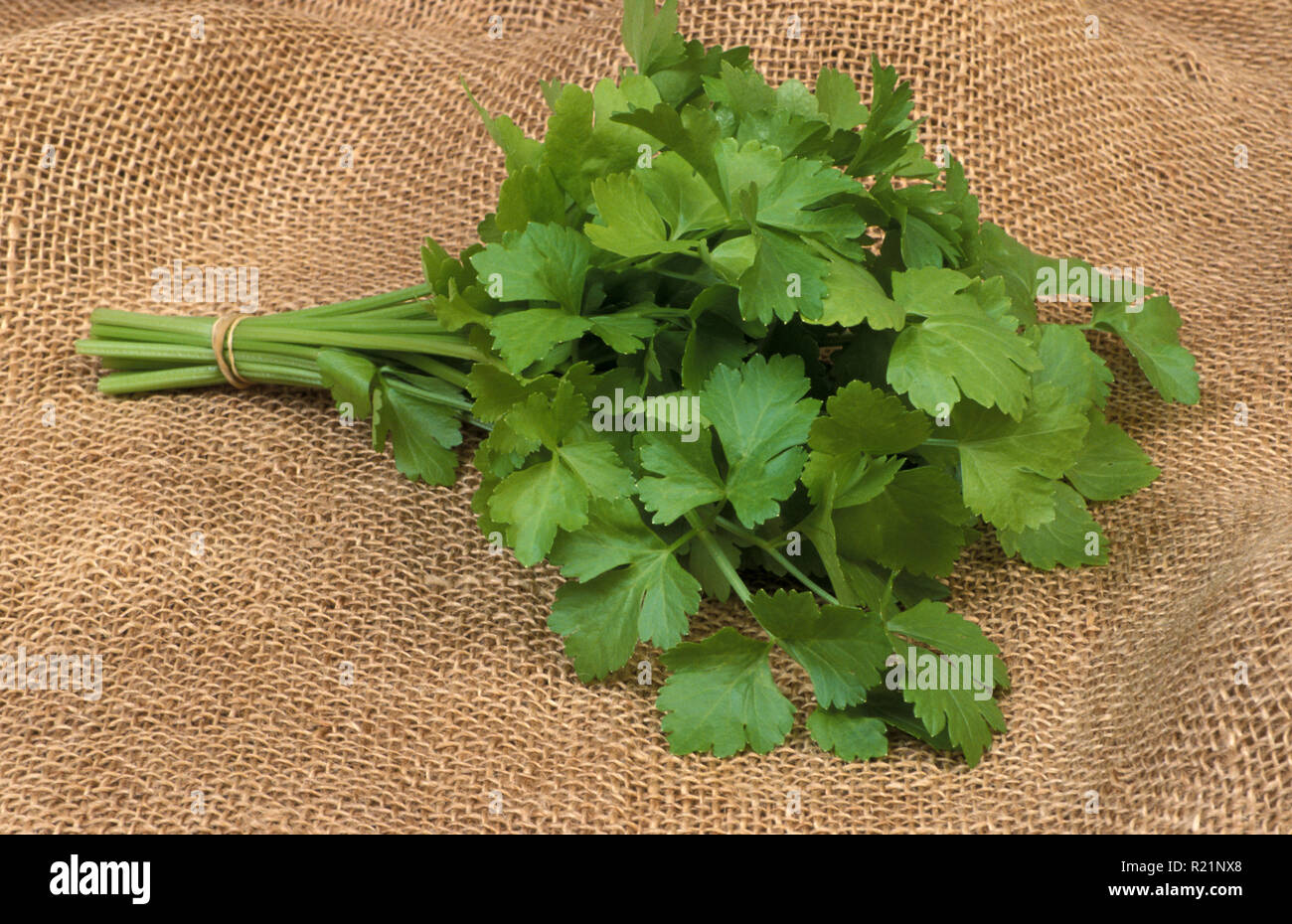 Chinese Soup Celery (Apium graveolens) is a marshland plant in the family Apiaceae that has been cultivated as a vegetable. Stock Photo