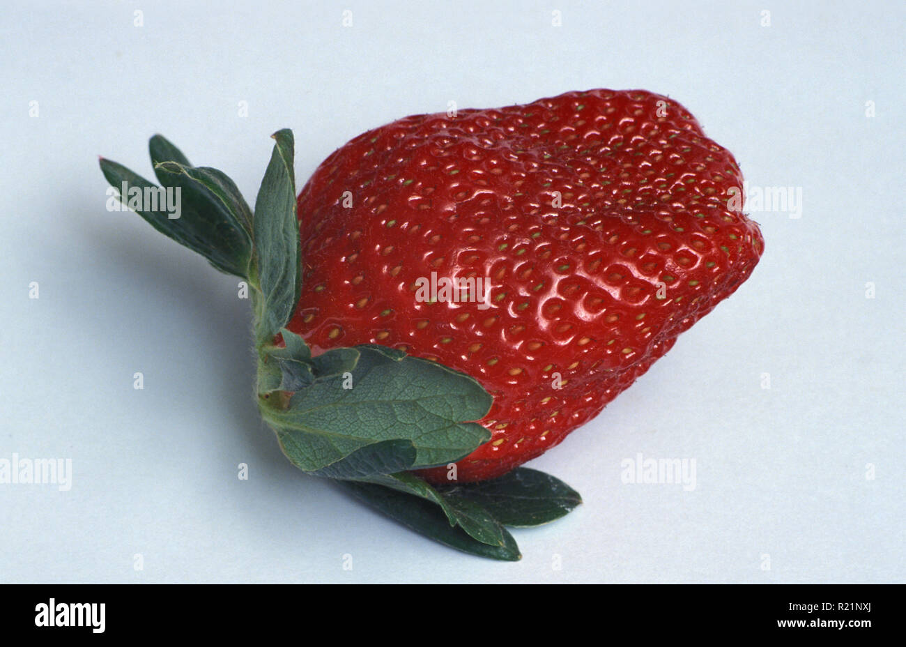 HARVESTED FRESH GARDEN STRAWBERRY (FRAGARIA) Stock Photo