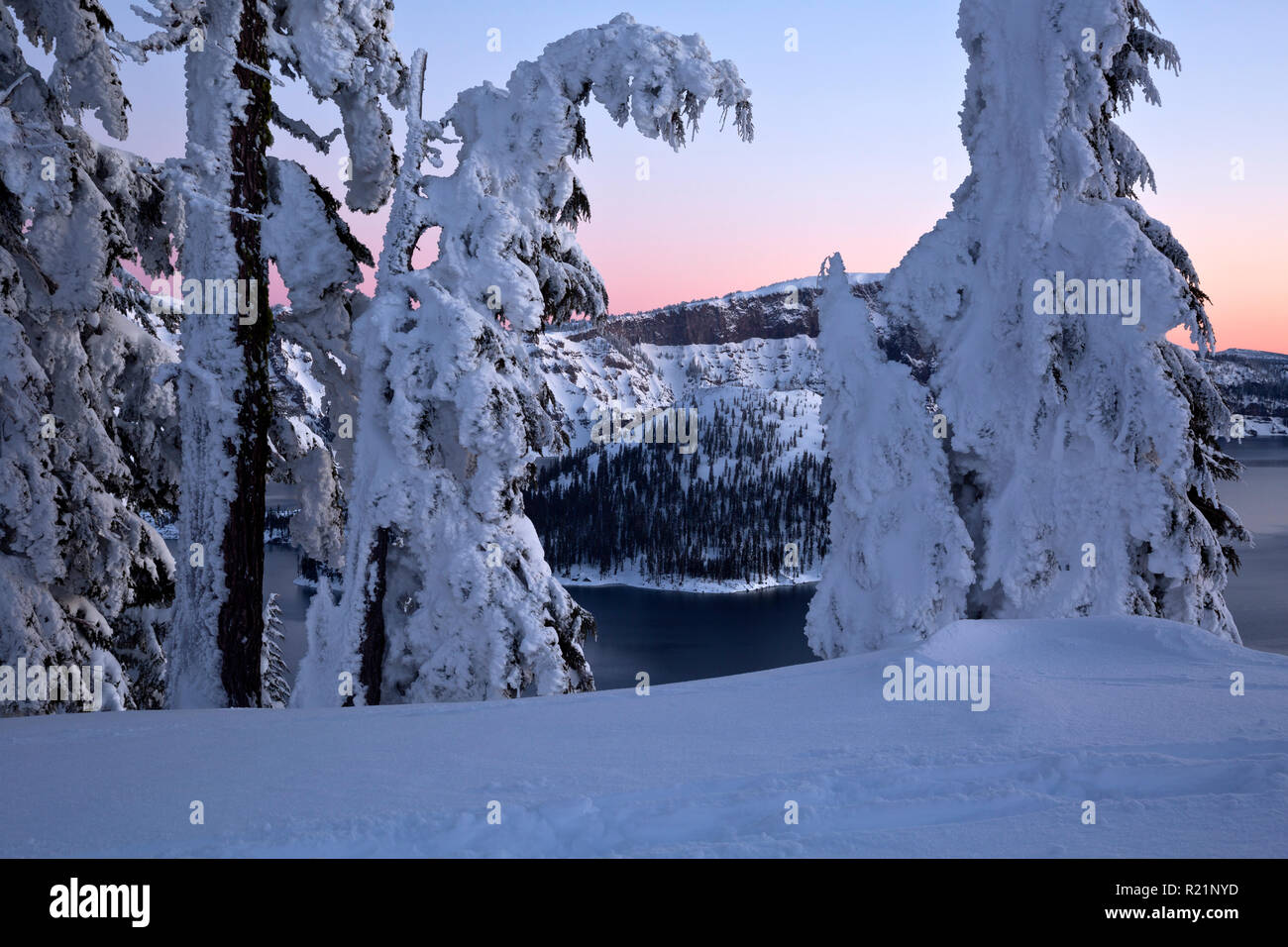 OR02417-00...OREGON - Trees covered with snow and ice overlooking Crater Lake, Wizard Island and Llao Rock beyond at dawn from the West Rim Road at Cr Stock Photo