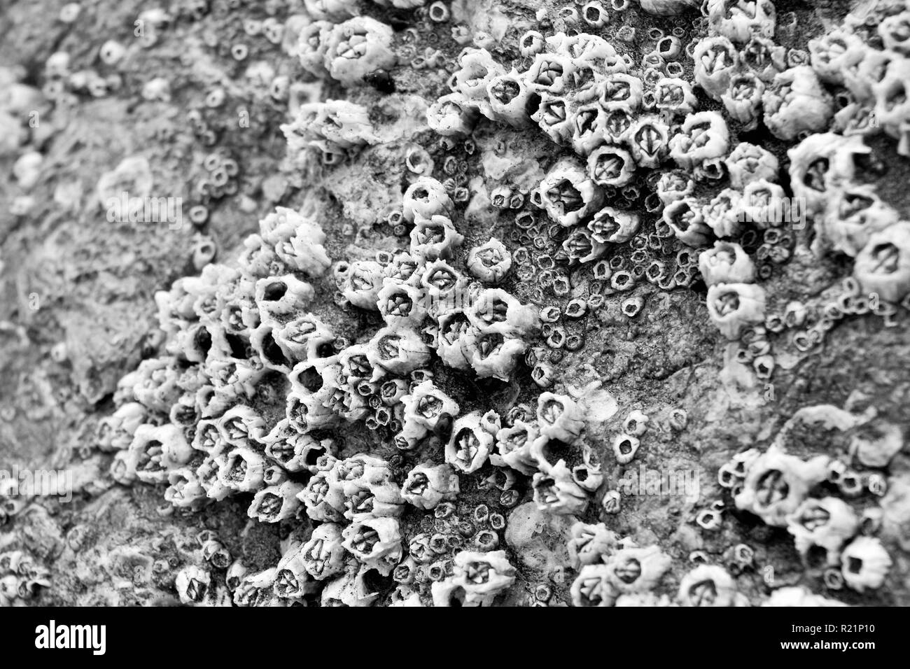 close up of barnacles on a rock during low tide in black and white Stock Photo